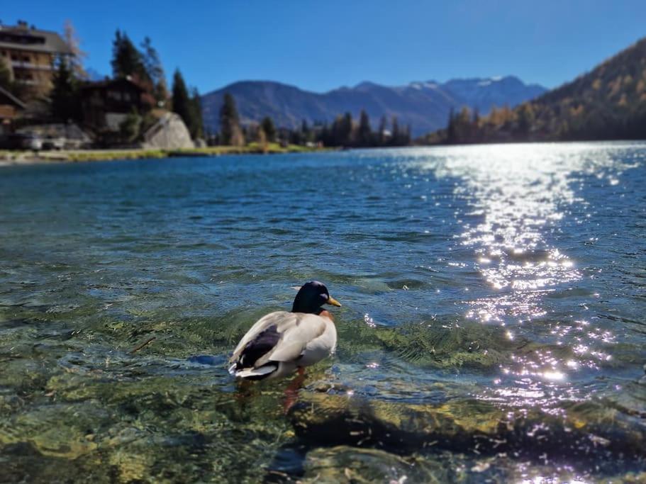 Superbe Appartement Champex-Lac Avec Piscine Et Sauna Extérieur photo